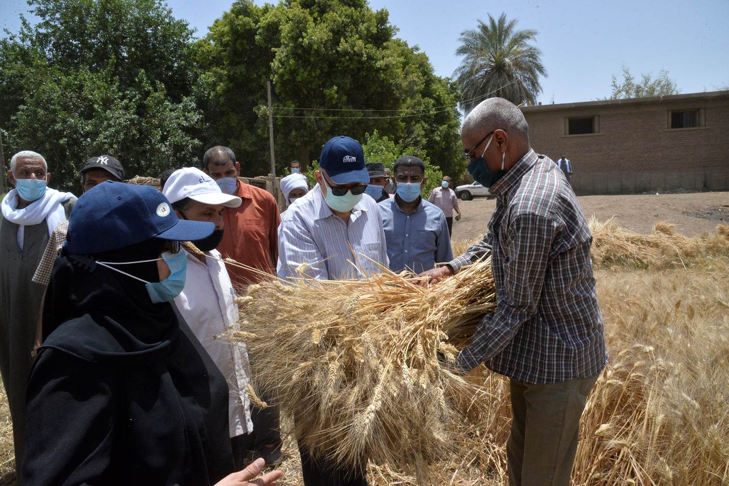 محافظ أسيوط يتفقد حصاد محصول القمح بأحد الحقول التي تطبق نظام الري الحديث بصدفا (4)