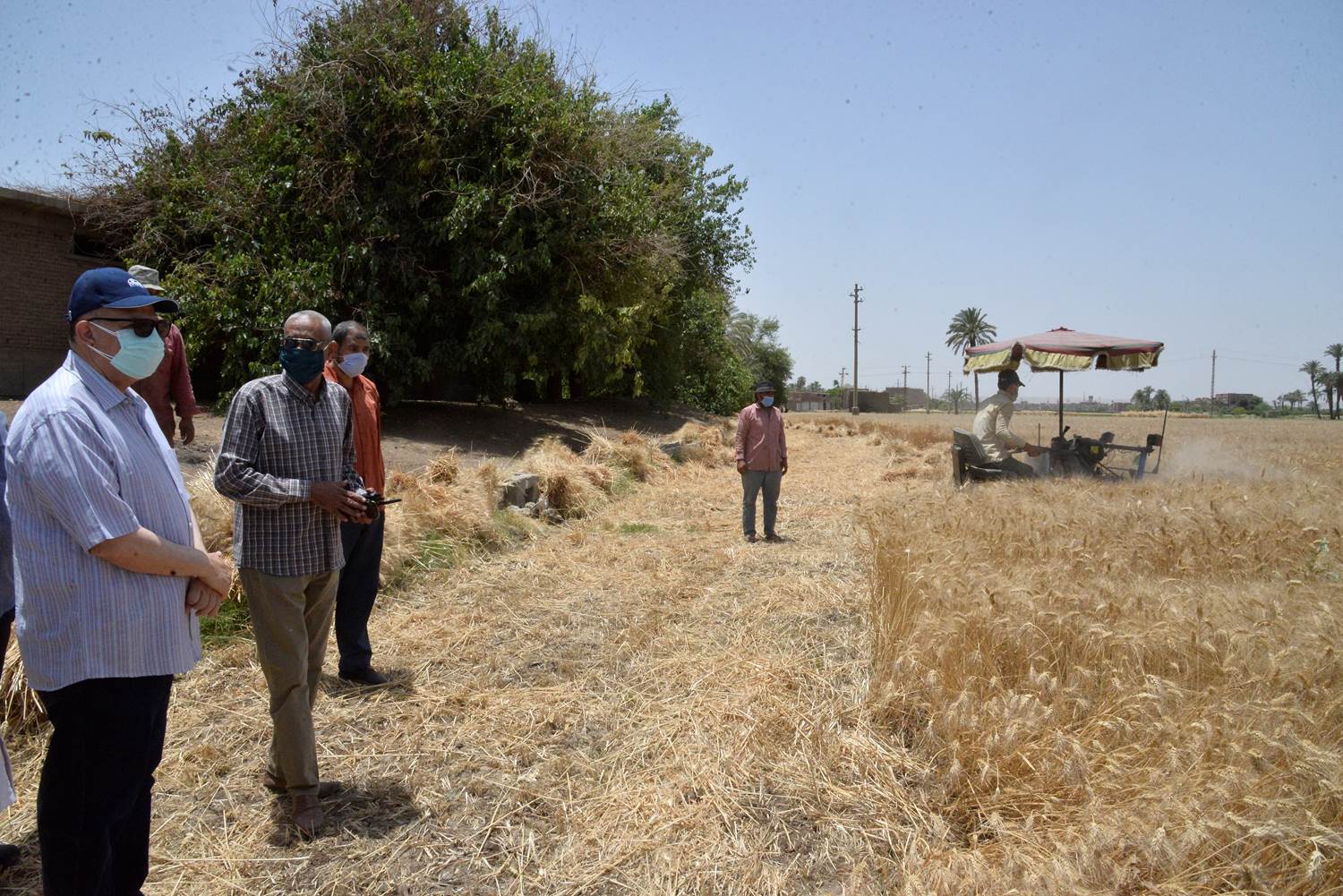 محافظ أسيوط يتفقد حصاد محصول القمح بأحد الحقول التي تطبق نظام الري الحديث بصدفا (3)