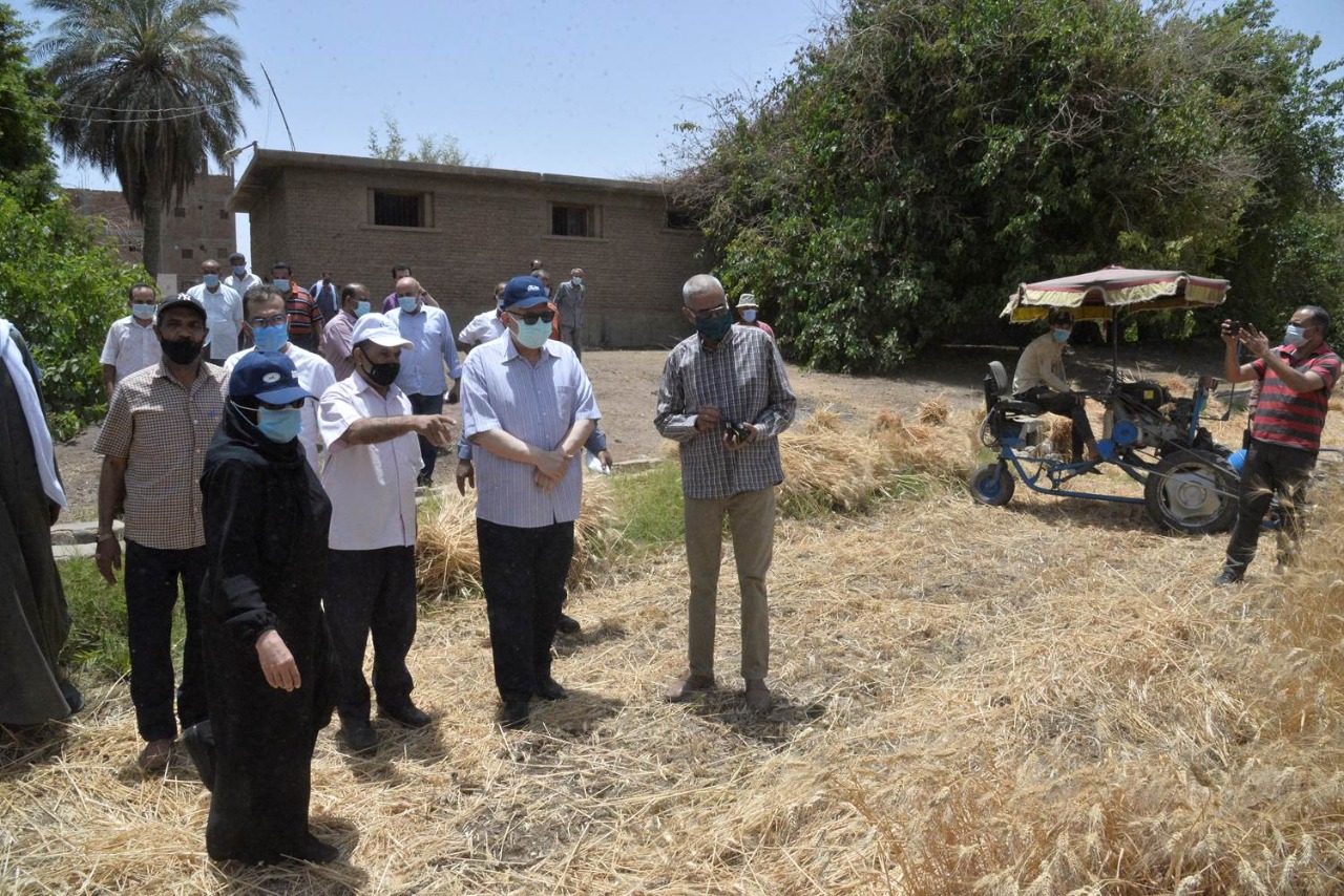 حصاد القمح (2)