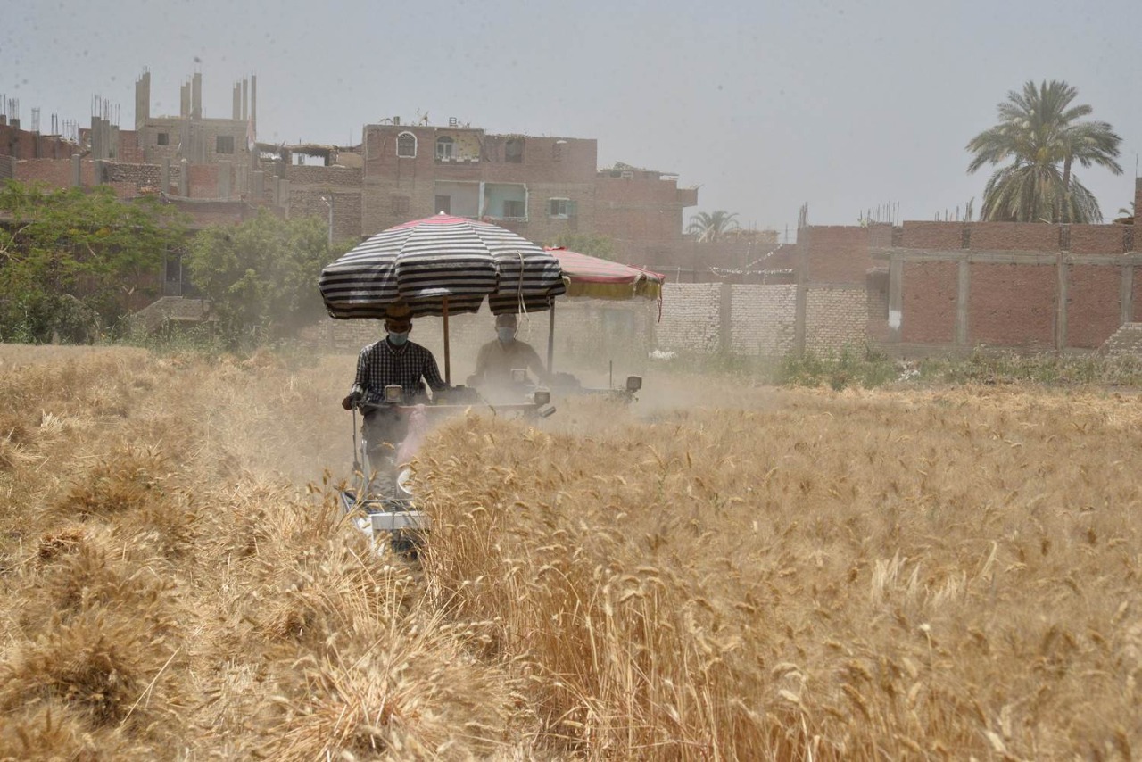 حصاد القمح (6)