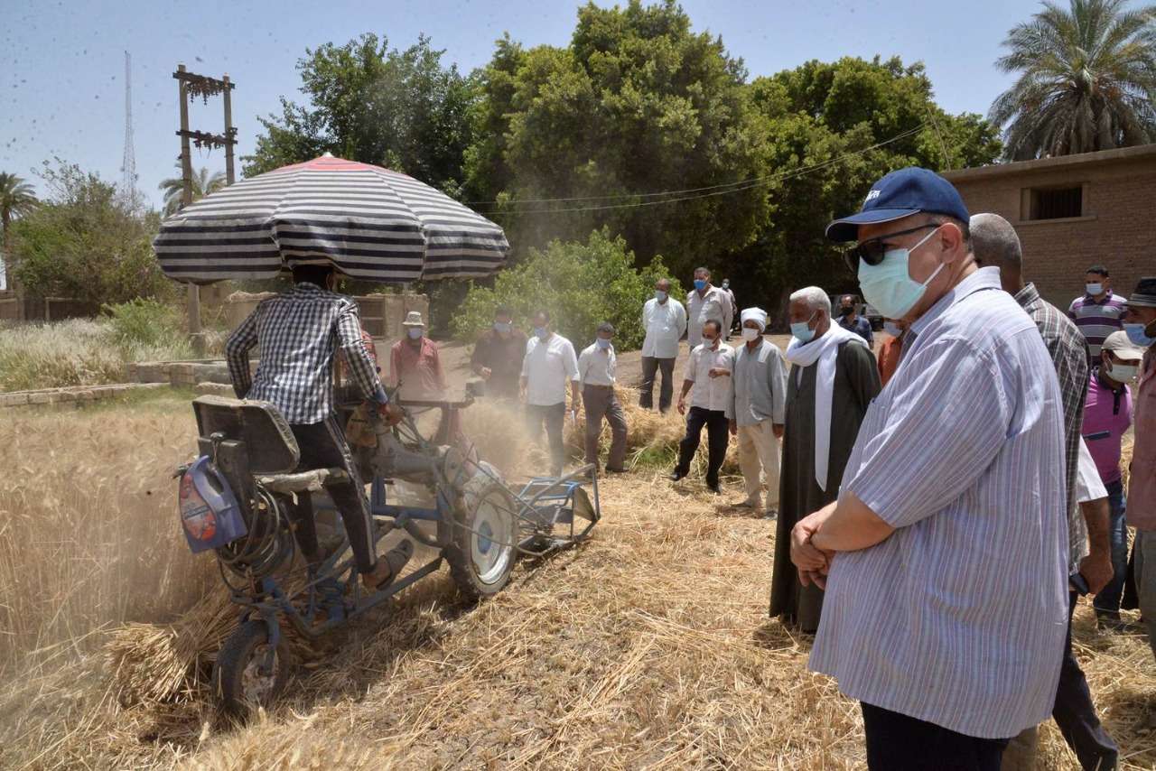 حصاد القمح (7)