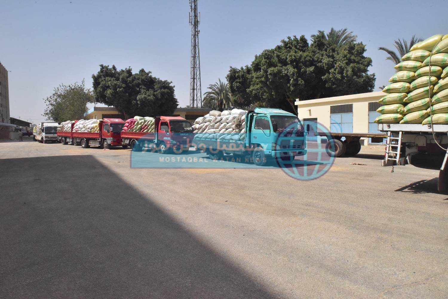 صور ارشيفية لتفقد توريد قمح (5)