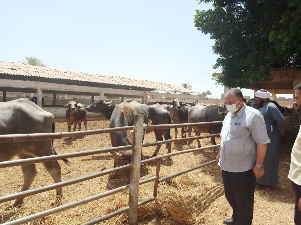 السكرتير المساعد يتفقد مشروع الثروة الحيوانية بأبنوب والفتح (12)