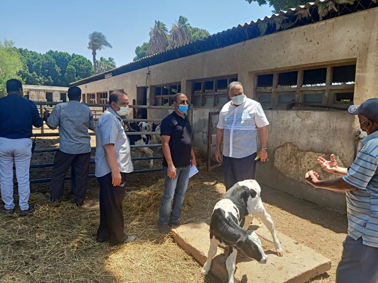 السكرتير المساعد يتفقد مشروع الثروة الحيوانية بأبنوب والفتح (3)
