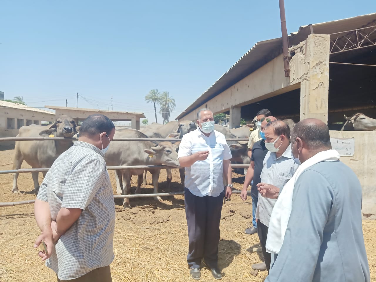 السكرتير المساعد يتفقد مشروع الثروة الحيوانية بأبنوب والفتح (1)