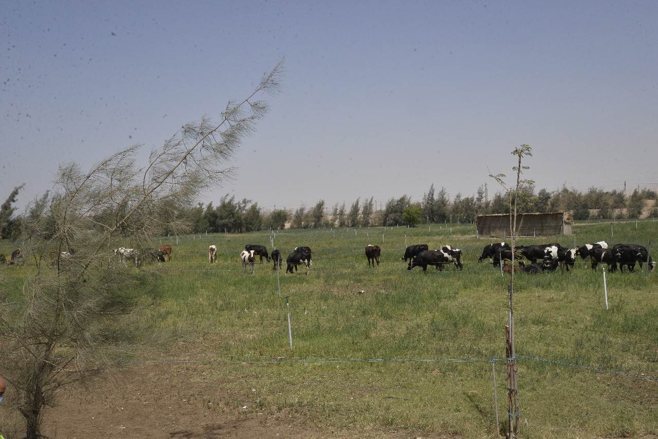 محافظ أسيوط  ورئيس سيمكس يتفقدان مزرعة الشركة والمدينة الرياضية (4)