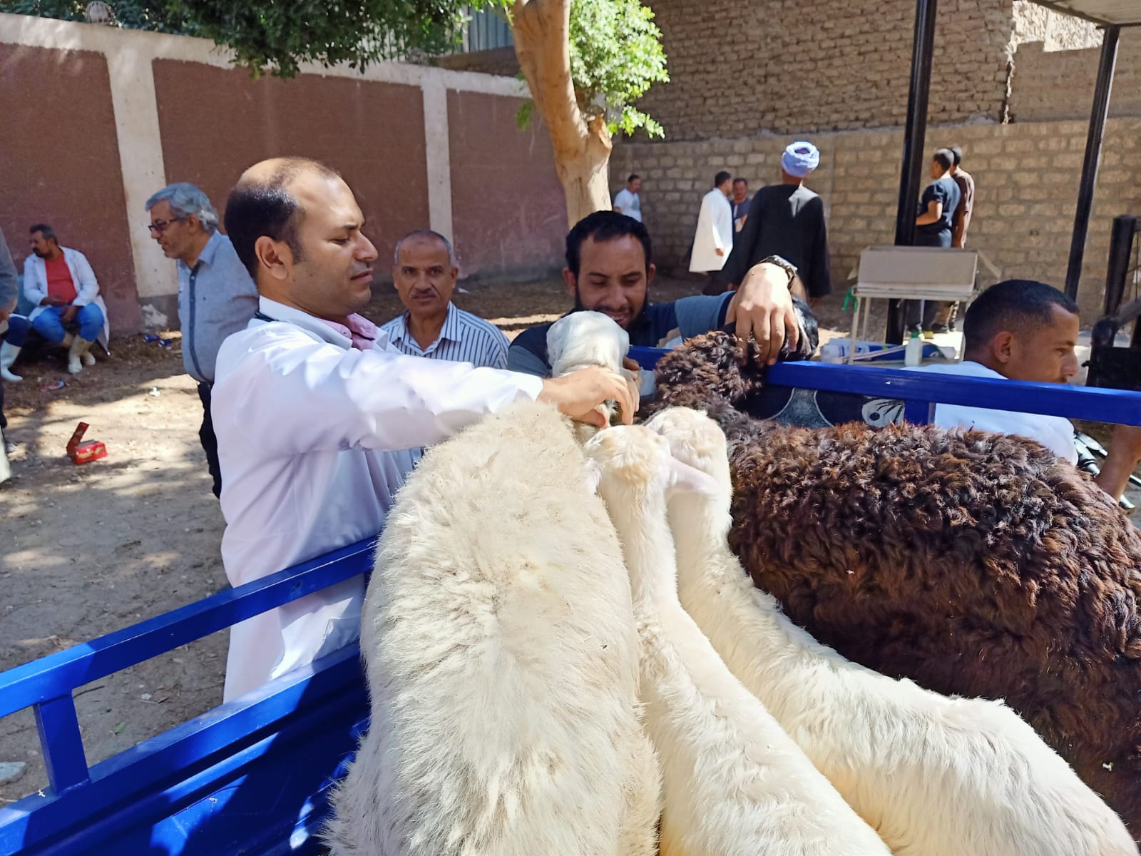قافلة بيطرية بدير الجنادلة (12)