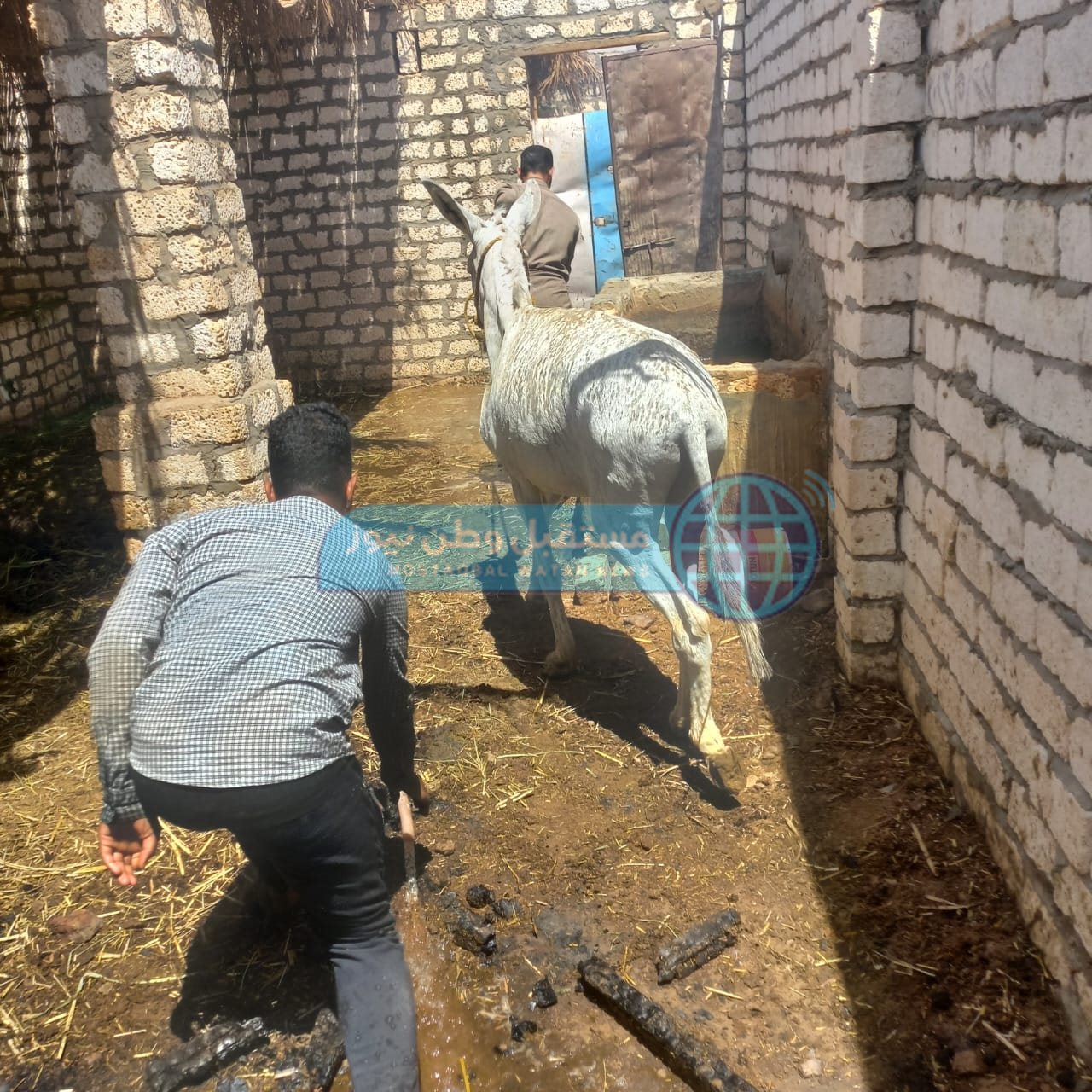 اندلاع حريق في حظائر ماشية بمركز الخارجة في الوادي الجديد  (1)