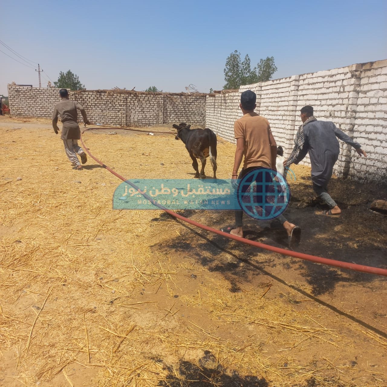 اندلاع حريق في حظائر ماشية بمركز الخارجة في الوادي الجديد  (4)