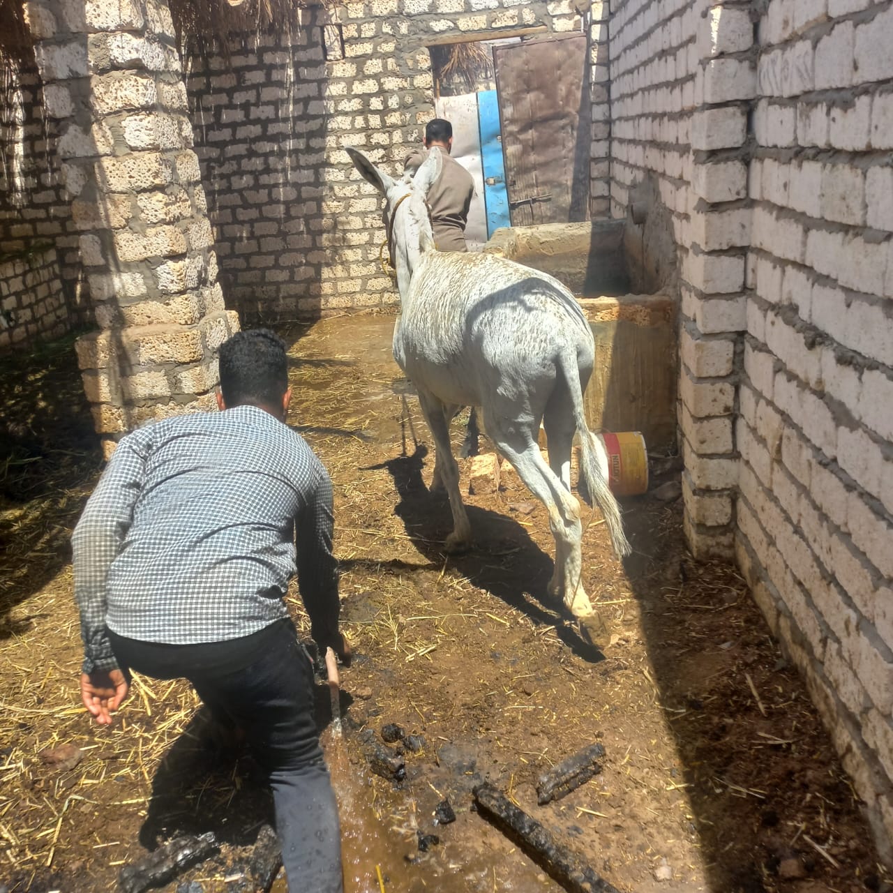 اندلاع حريق في حظائر ماشية بمركز الخارجة في الوادي الجديد  (1)