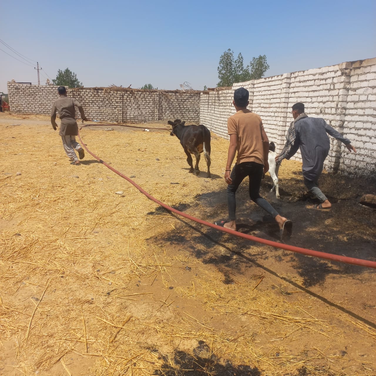 اندلاع حريق في حظائر ماشية بمركز الخارجة في الوادي الجديد  (4)