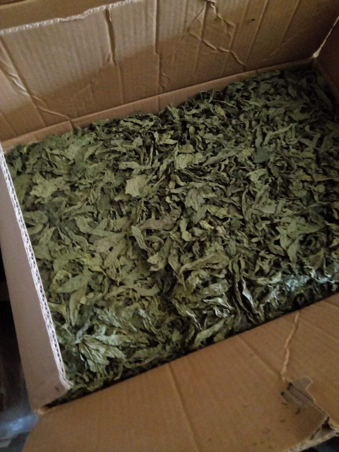 FB_IMG_1692028035195