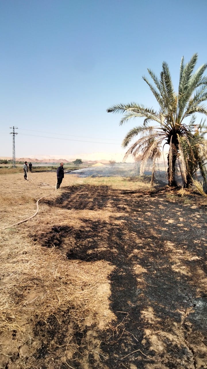 الحماية المدنية تخمد حريقا بمزرعة في بدخلو بالوادي الجديد (3)