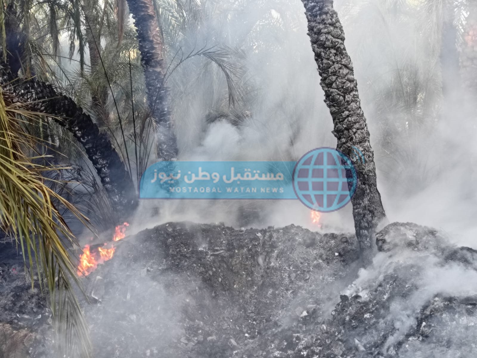 نشوب حريق بمزرعة نخيل واخماد آخر في الوادي الجديد  (2)