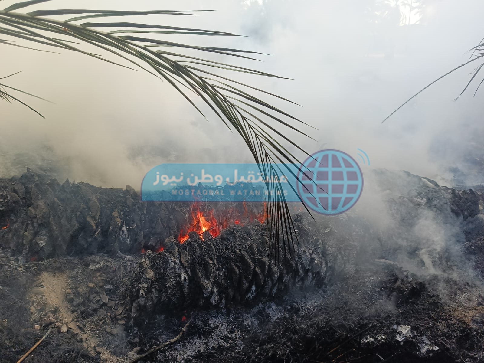 نشوب حريق بمزرعة نخيل واخماد آخر في الوادي الجديد  (3)