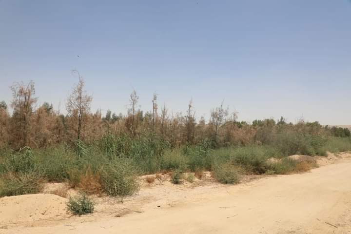 FB_IMG_1721325140966