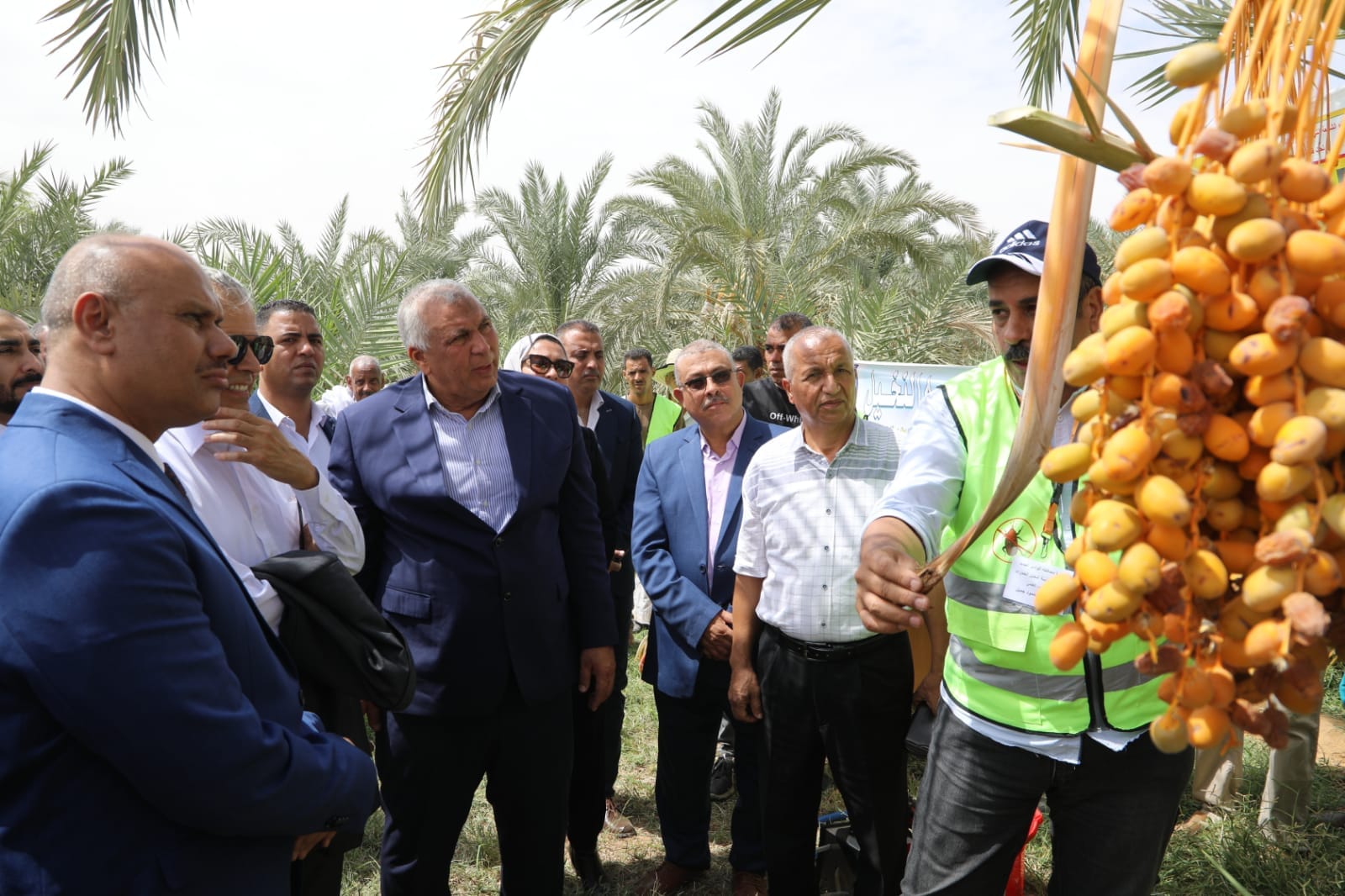 تجربة مكافحة سوسة النخيل بالوادي الجديد (1)