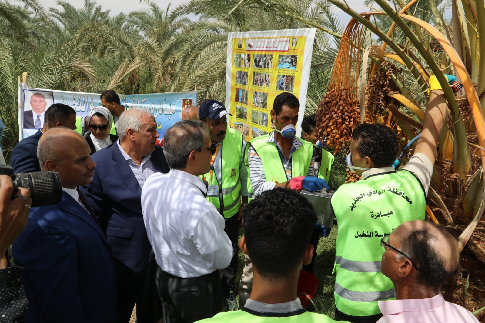 تجربة مكافحة سوسة النخيل بالوادي الجديد (3)