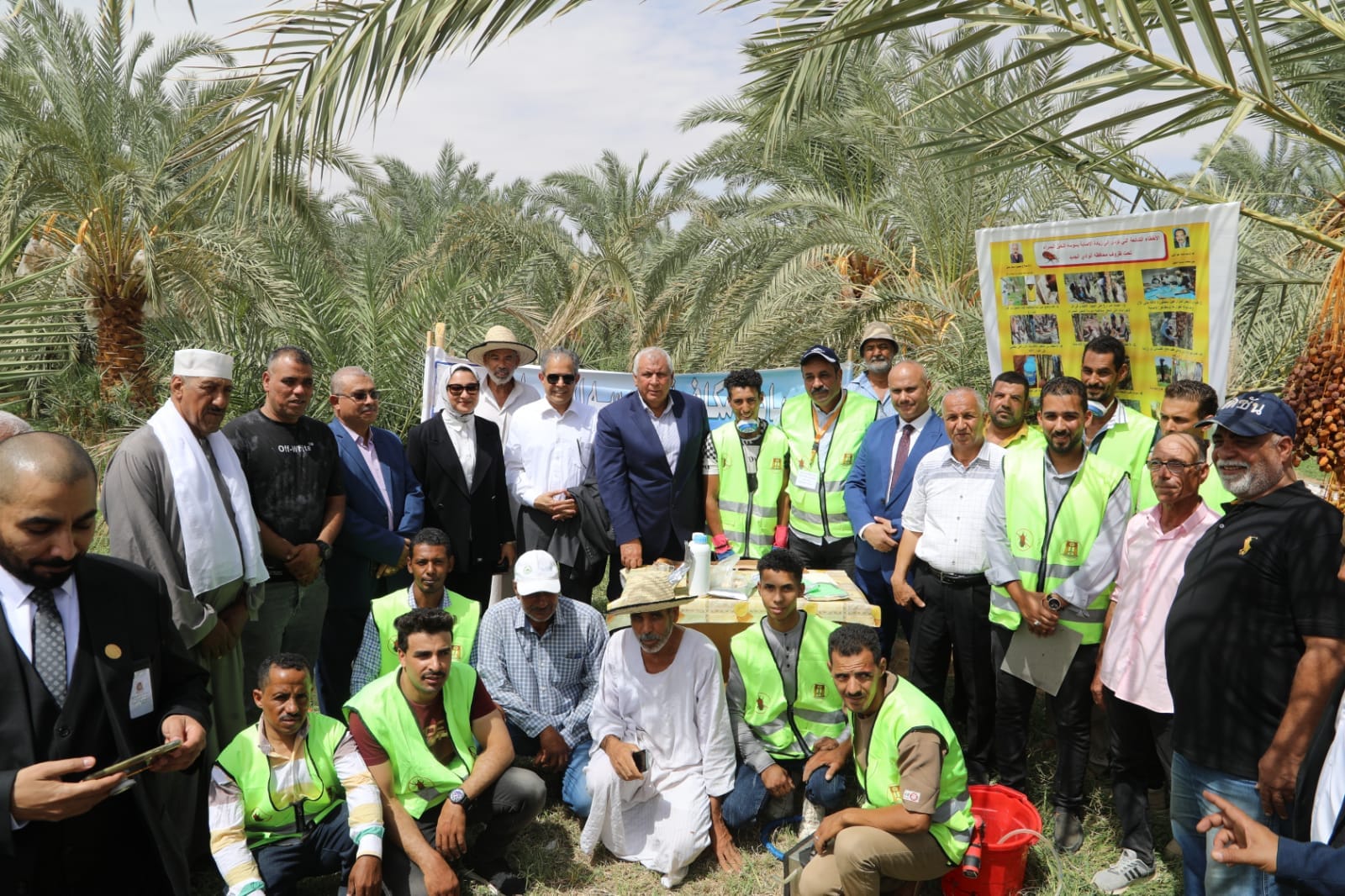 تجربة مكافحة سوسة النخيل بالوادي الجديد (4)