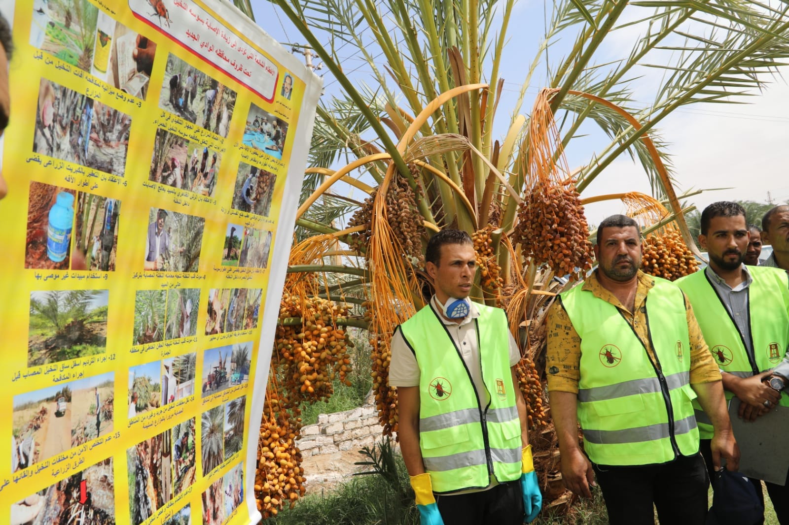 تجربة مكافحة سوسة النخيل بالوادي الجديد (5)