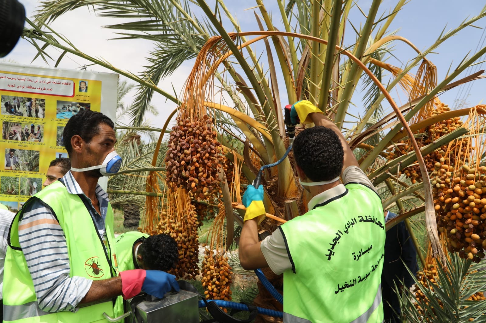 تجربة مكافحة سوسة النخيل بالوادي الجديد (7)