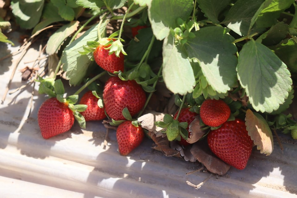 499921086_1175113737994628_7695410048888826373_n