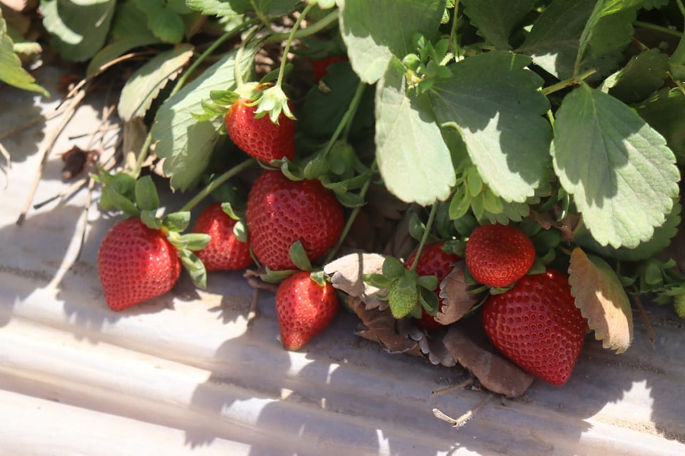 499493550_1175113454661323_2153405128804300083_n