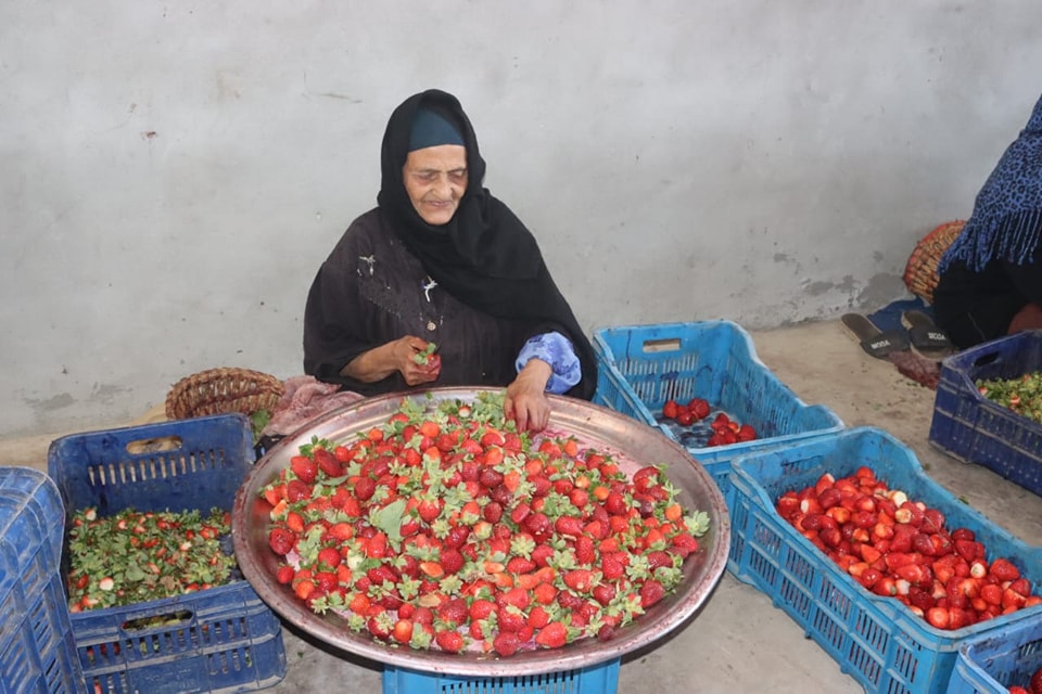 499616596_1175113237994678_5978798066682930908_n