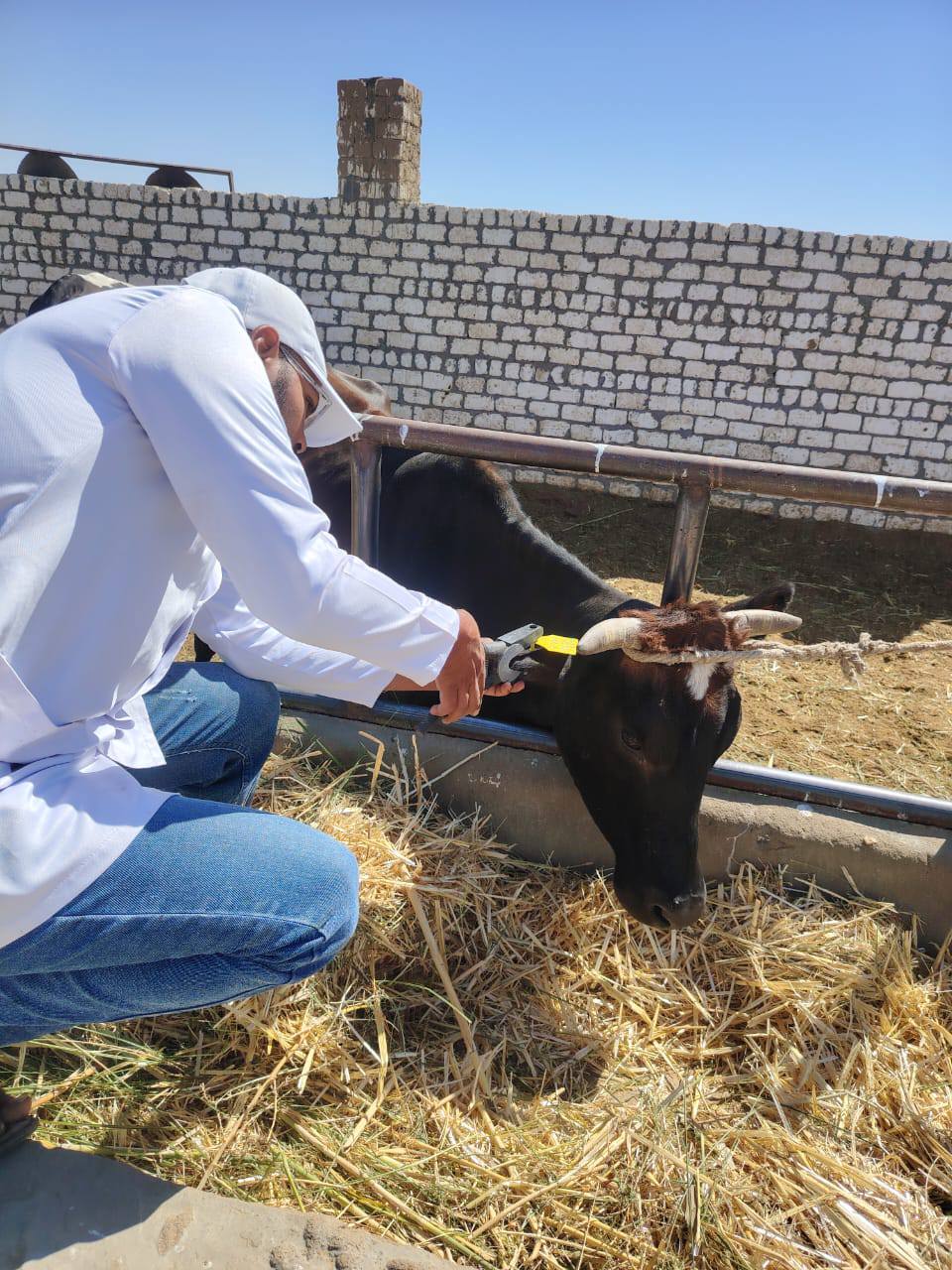 حملات الطب البيطري بالوادي الجديد  (3)