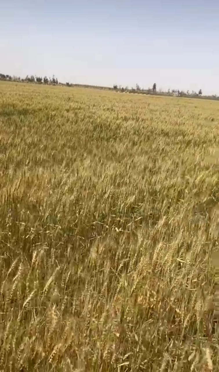 نجاحات زراعات قائمة على مشروع الحقن (2)