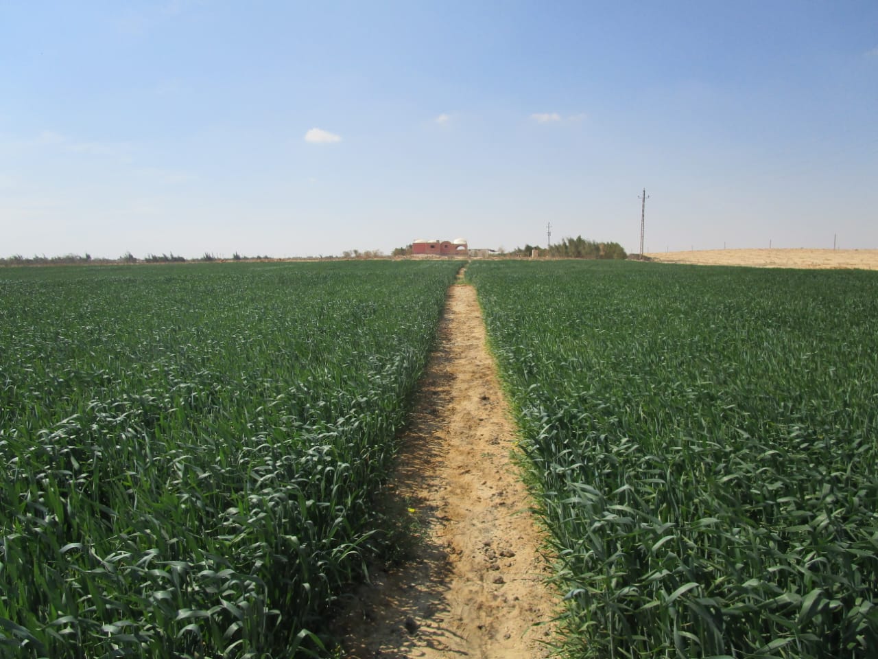 نجاحات زراعات قائمة على مشروع الحقن (1)