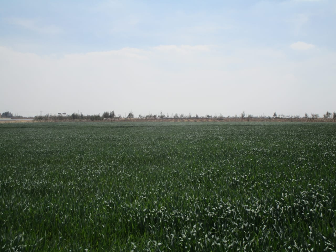 نجاحات زراعات قائمة على مشروع الحقن (4)