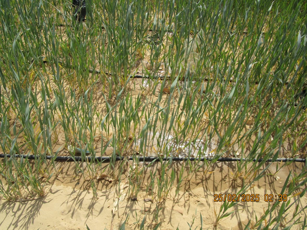 نجاحات زراعات قائمة على مشروع الحقن (3)